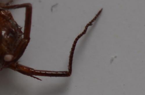 Arcitalitrus dorrieni